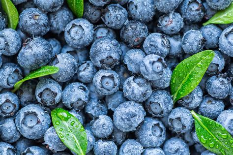 Blueberry Investigation Deals A Major Blow To Producers Agdaily