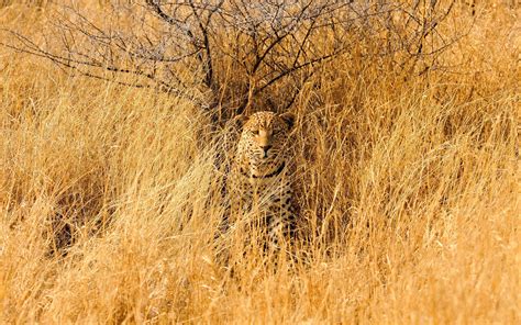 Leopard Savannah Animals Cats Wildlife Predator Africa Grass