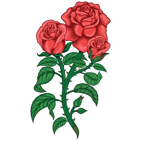 Vector Design Of A Bouquet Of Roses With Leaves Stem And Thorns