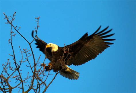 The Eagle Is Landing Photograph By Darrell Maciver Pixels