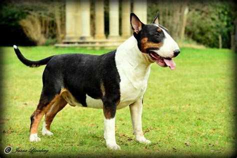 We did not find results for: Champion Tri Coloured Bull Terrier at Stud | Swansea ...