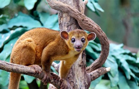 Amazon Rainforest Animals Kinkajou ~ Amazon Rainforest Animals