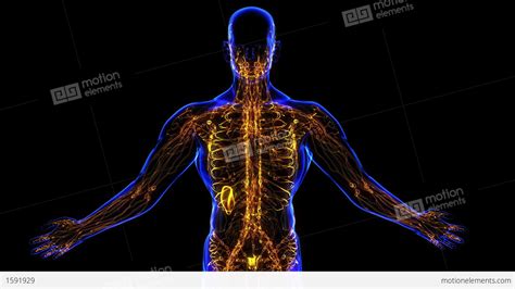 Lymphatic System Stock Animation 1591929