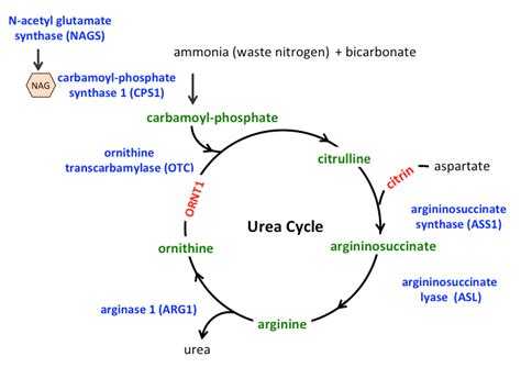 Disorder Definitions Urea Cycle Disorders Consortium
