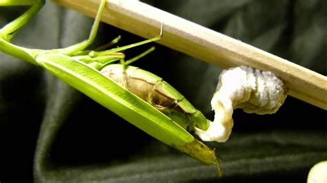 Praying Mantis Laying Ootheca In Timelapse ウスバカマキリ卵鞘作り：15倍速 Youtube