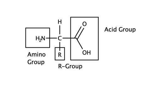 The Carboxyl Group Of An Amino Acid Is Composed Of Quizlet