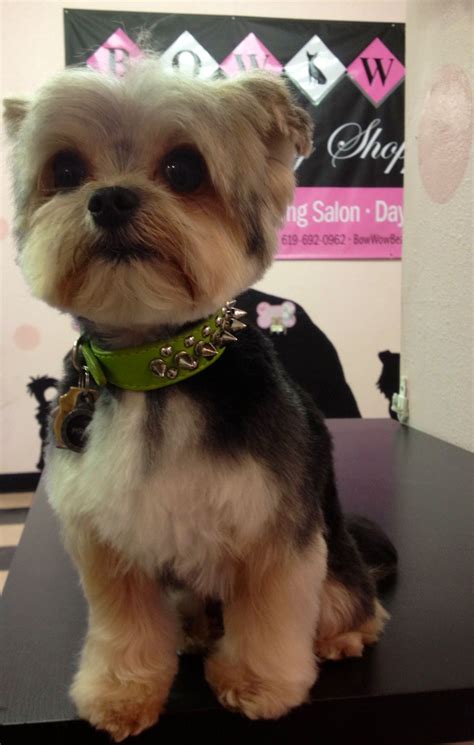 Browse thru our id verified puppy for sale listings to find your perfect puppy in your area. Dog grooming for Yorkies at Bow Wow Beauty Shoppe, San ...