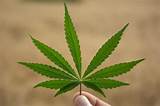 What Is Marijuana Used To Treat
