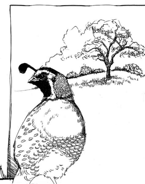 Cartoon illustration of a male california quail or california valley quail or valley quail (callipepla californica). Quail Coloring Page | Color Luna