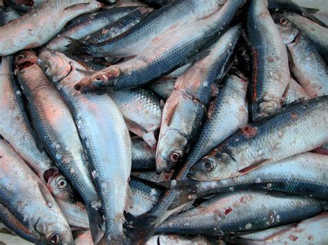 Polacy Jedzą Coraz Więcej Ryb Nadal Króluje śledź Portalmorskipl