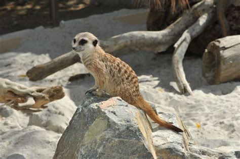 Meerkat On Habitat At The Living Desert Meerkat Habitats Africa