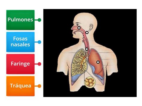 Ciencia Y Ambiente Aparato Respiratorio Diagrama Etiquetado