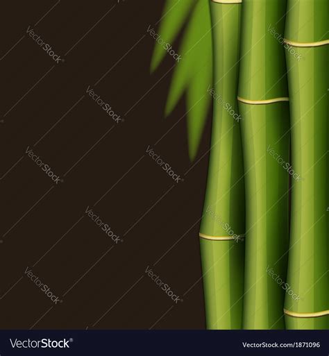 Bamboo Design Template Royalty Free Vector Image