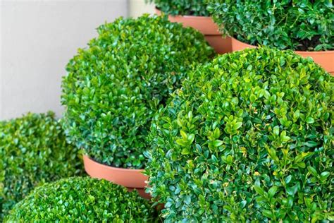Buxus How To Select Grow And Care For Your Buxus Hedge
