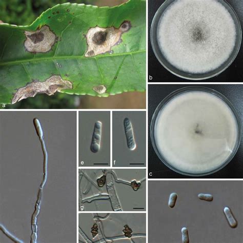 Pdf Unravelling Colletotrichum Species Associated With Camellia