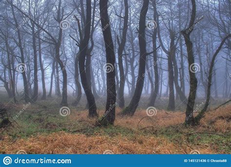 Foggy Forest Stock Photo Image Of Foggy Nature Trees