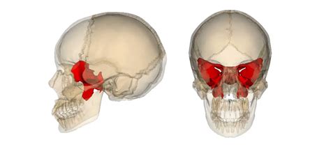 Anatomy And Endoscopic Picture Of The Face Of The Sphenoid My Xxx Hot Girl