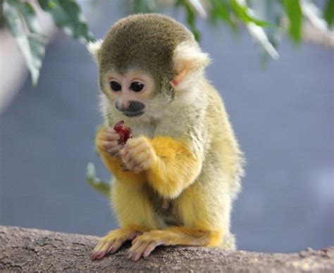 Meet Enrique And Carlos The Squirrel Monkeys Squirrel Monkey Pet
