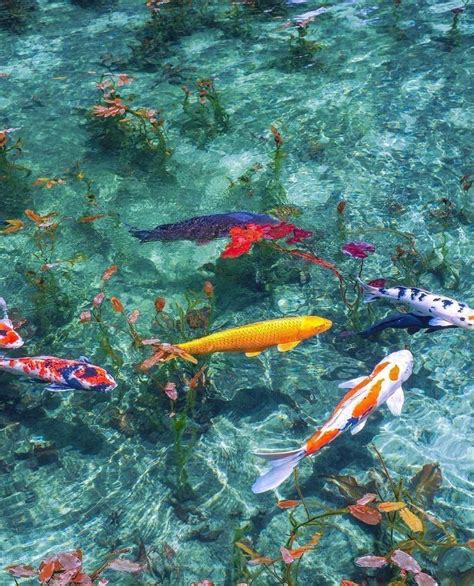 Pin By Des On Attic In 2020 Nature Aesthetic Koi Art Water Aesthetic