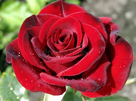 Beautiful Burgundy Red Rose From An Incredible Garden Stock Photo
