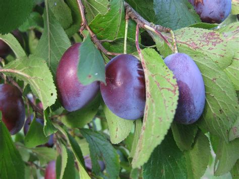 Free Photo Plums Cultural Plum Fruit Sweet Free Image On Pixabay 98254