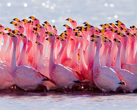 Warna pelangi memang terdiri dari 7 warna yang berbeda. Arti Warna Pink dan Sifat Karakternya ~ diedit.com
