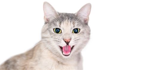 7 Common Cat Vocalizations And What They Mean