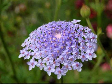 Didiscus Caerulea From Seed Blue Lace Flower Higgledy Garden