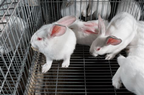 Canada To Phase Out Toxicity Tests On Animals Following ‘historic