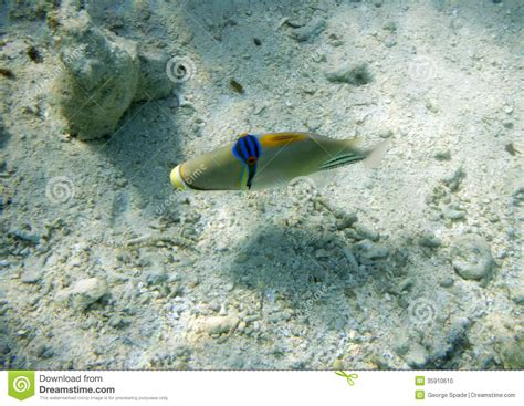 Picassofish Stock Photo Image Of Egypt Beauty Nature