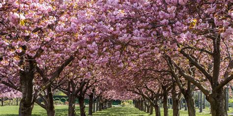 Cherry Trees Blossom On Schedule In Closed Brooklyn Botanic Garden Wsj