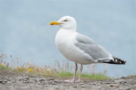 Herring Gull Bird Identification Guide Bird Spot