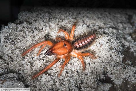 What Is An Arachnid The Ultimate Guide To Arachnids Pictures And Facts