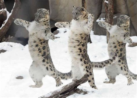 Snow Leopard Cats Among Cats Animals And Pets Baby Animals Funny