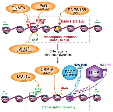 Importance Of Chromatin Dynamics In The Transcriptional Regulation Of