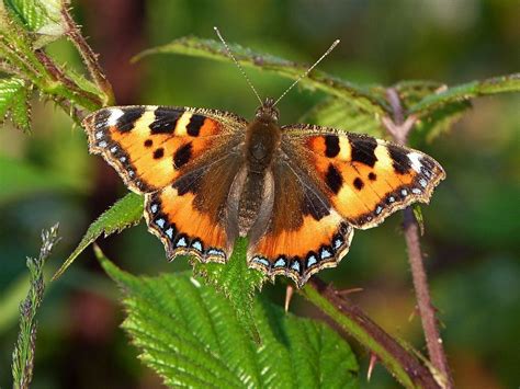 Small Tortoiseshell Butterfly Species Butterfly Conservation Butterfly