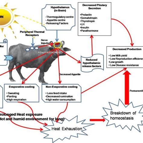 Physiological Mechanism During Heat Stress In Buffalo Source