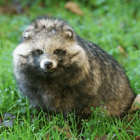 Where Are Raccoon Dogs Found