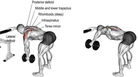 Bent Over Lateral Raises The Complete Guide