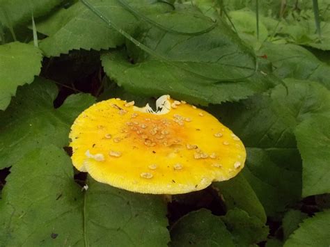 Upper Michigan Finds Mushroom Hunting And Identification Shroomery