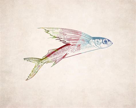 Flying Fish Illustration By World Art Prints And Designs Fish