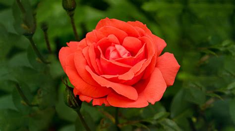In addition, go around the stem and look for any small green buds. 11 Easy To Grow Roses | PRO-MIX Gardening