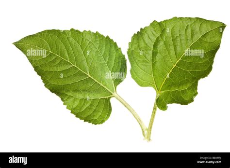 Sunflower Leaves Isolated On A Pure White Background Stock Photo Alamy