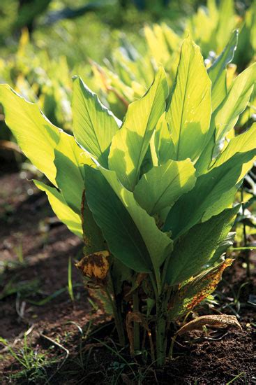 Grow Turmeric And Ginger In Any Climate Plant Profiles