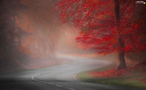Viewes Way Leaf Trees Autumn Red Fog For Phone Wallpapers