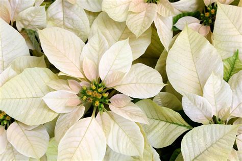 10 Poinsettia Points To Ponder Plantscapers