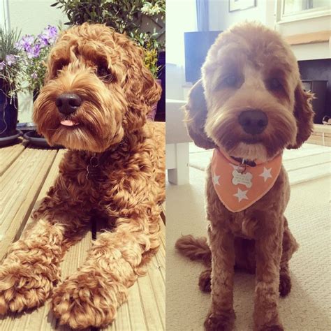 Apricot Brown Cockapoo Groomed Before And After Puppy Adoption