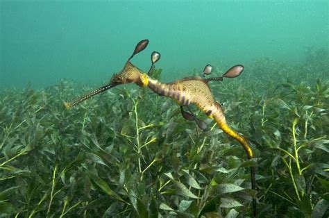 Port Phillip Bay Taxonomy Toolkit Weedy Sea Dragon Sea Dragon