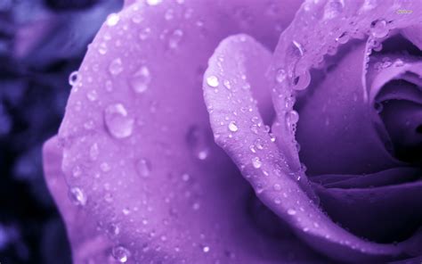 Purple Roses Wallpapers ·① Wallpapertag