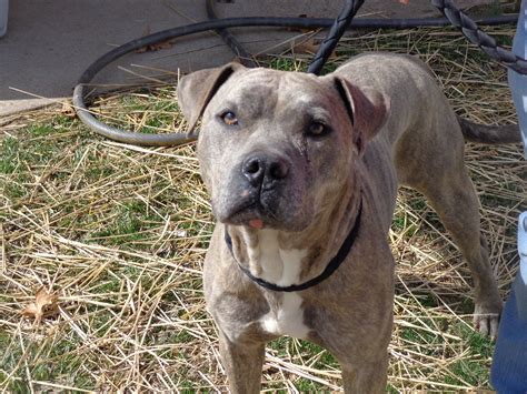 Male 3yrs 0 Months Brindlebrown Pitbull Dog 246203 Avail Flickr